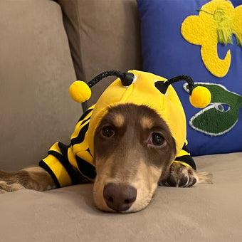 Adorable Bee Costume