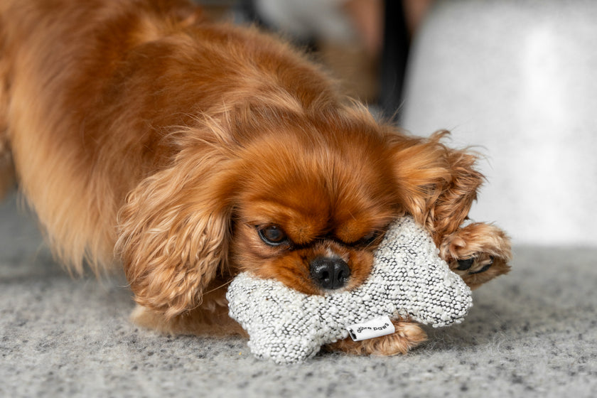 Dog Bone Toy