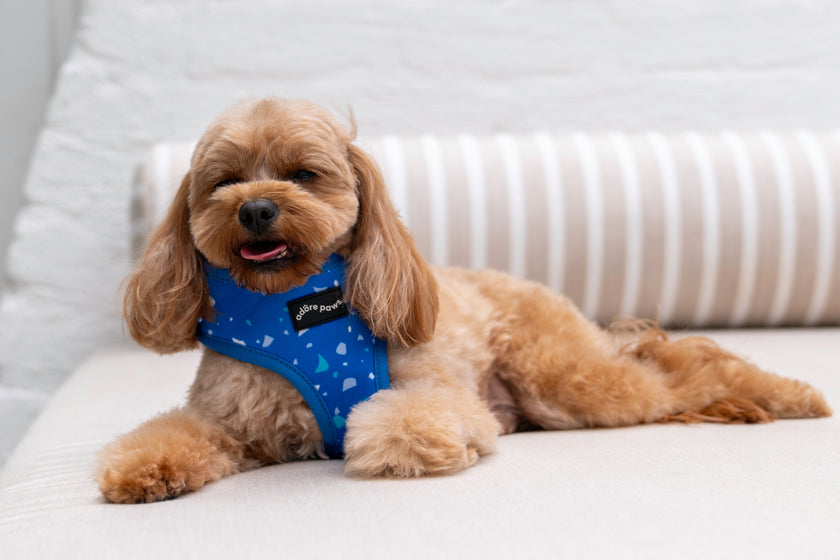 Dark Blue Speckle Pet Harness