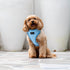 Light Blue Pet Harness