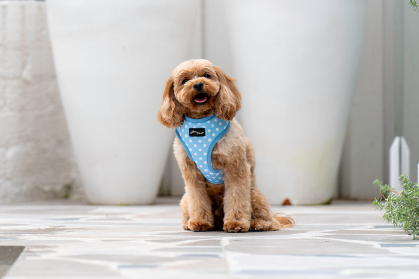 Light Blue Pet Harness