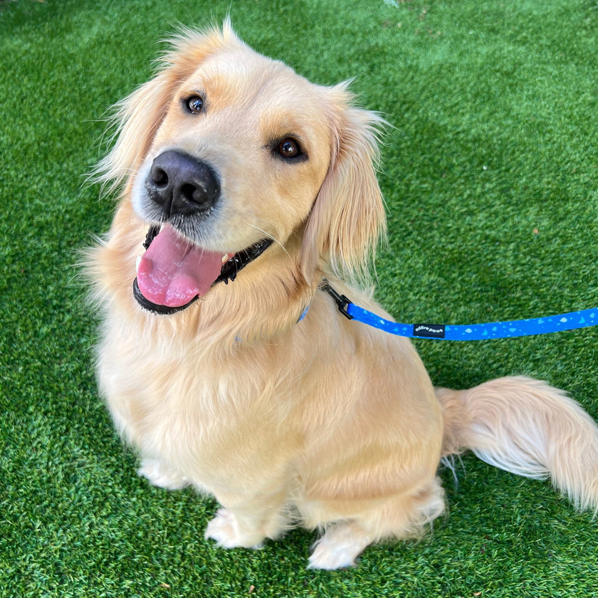 Dark Blue Speckle Pet Lead