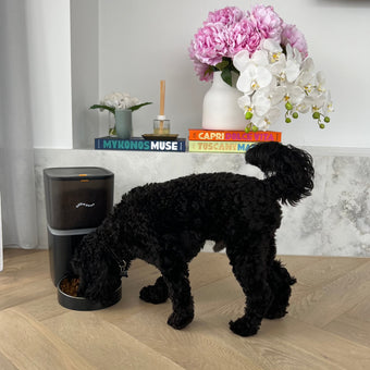 Automatic Pet Feeder