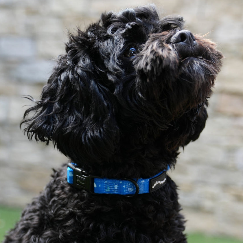 Dark Blue Speckle Collar