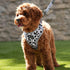 Cheetah Pet Harness