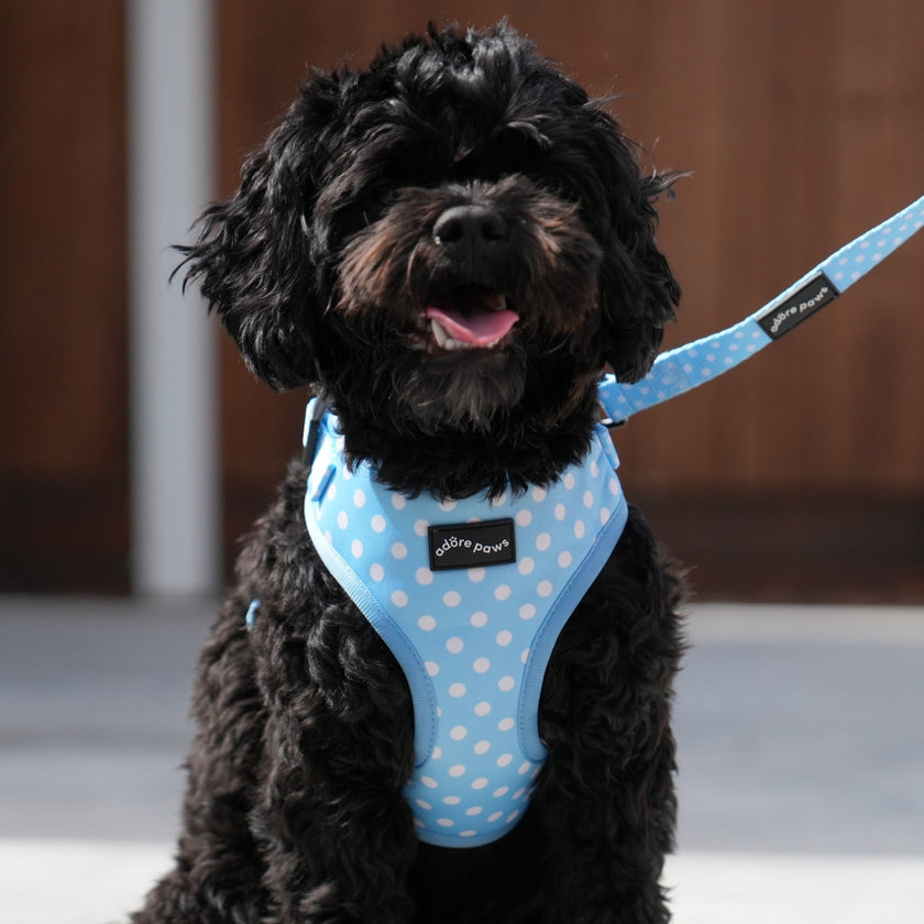 Light Blue Pet Harness