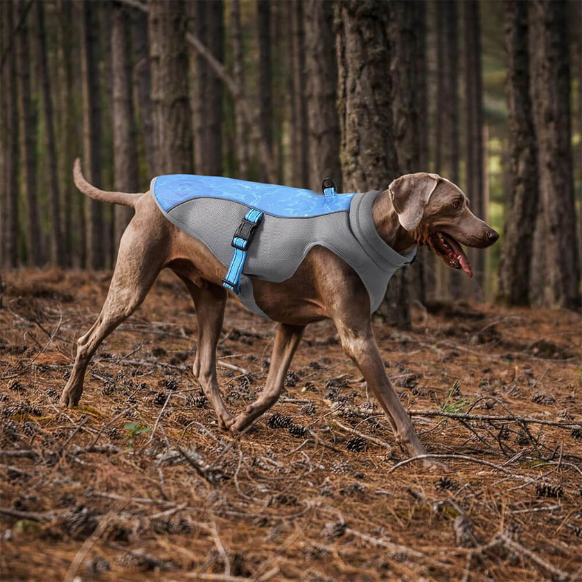 Kühlweste für Hunde